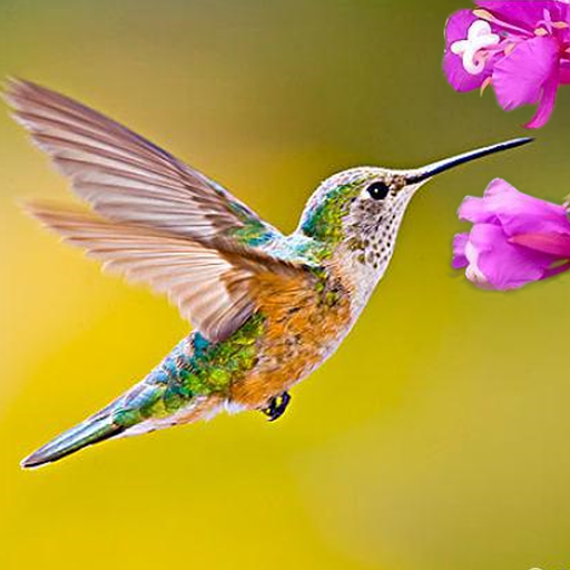 Hummingbird