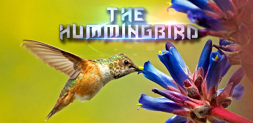 Thumbnail Hummingbird